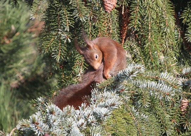 red squirrel preening