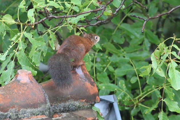 red squirrel