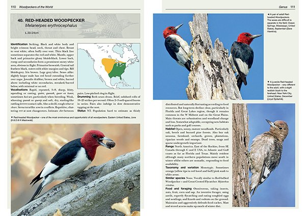 Red-headed Woodpecker