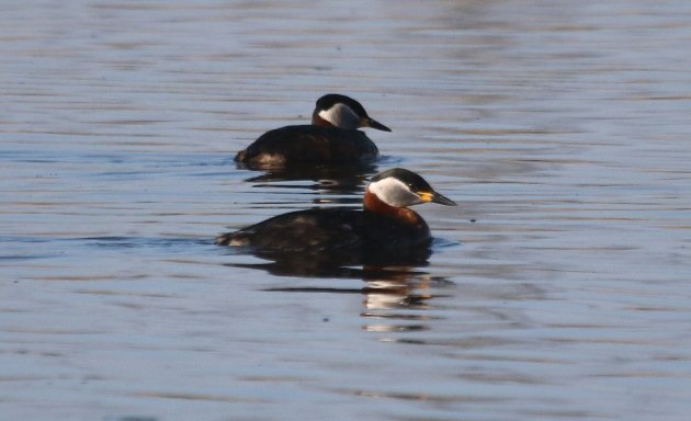 rednecked grebe 2