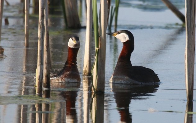 rednecked grebe courtship 2