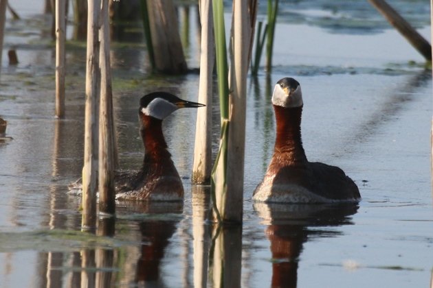 rednecked grebe courtship 3