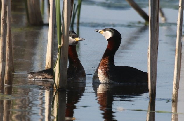 rednecked grebe courtship