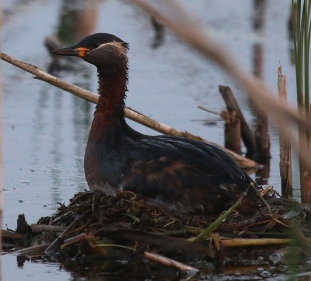 rednecked grebe nest