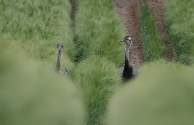 rhea pair