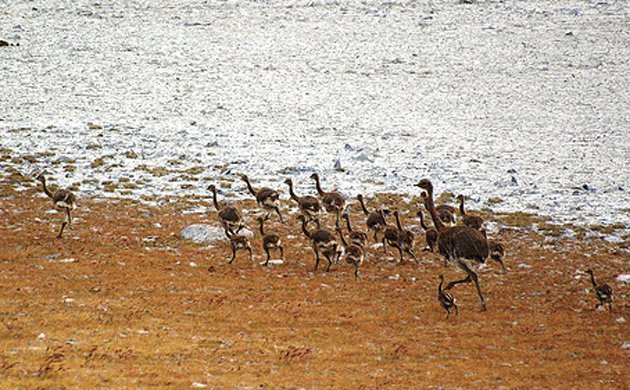 rhea and chicks