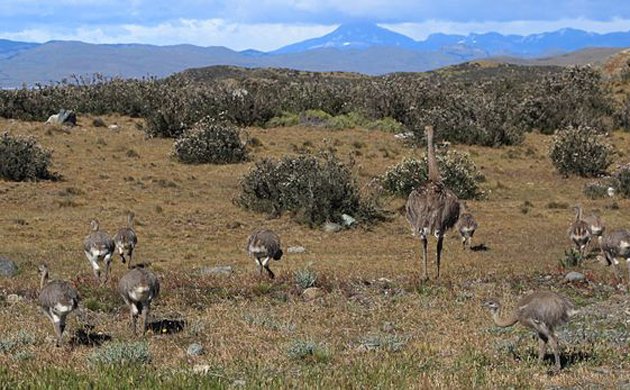 rhea and chicks