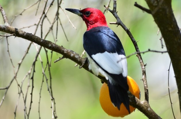 Red-headed Woodpecker