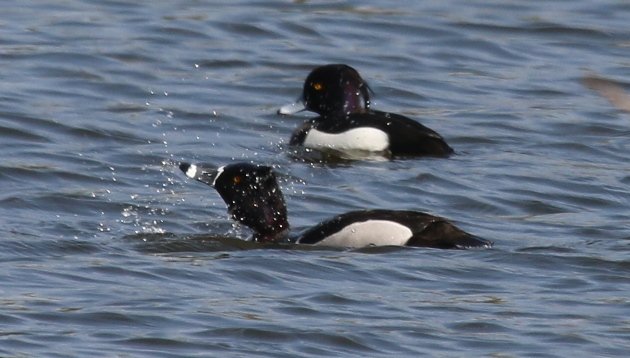 ringneck splash