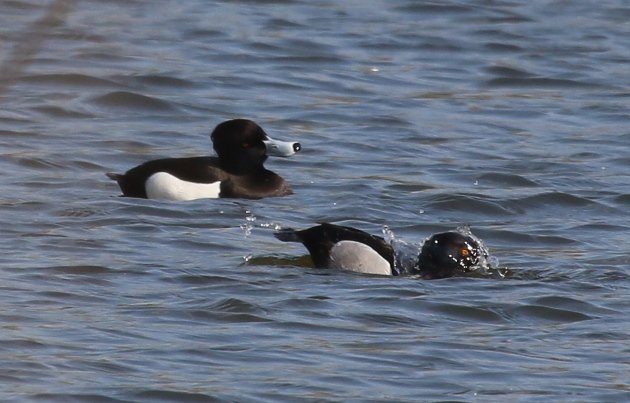 ringneck tufted