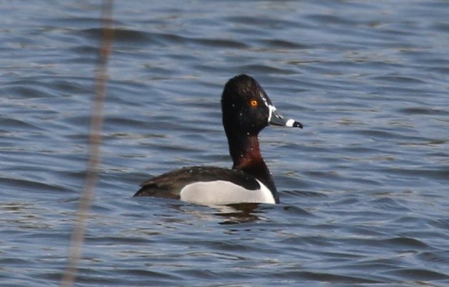 ringnecked duck