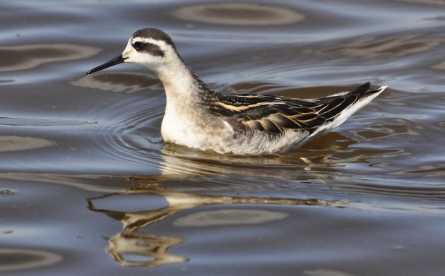 Red-necked Phalarope