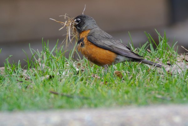 robin (turdus migratorious)