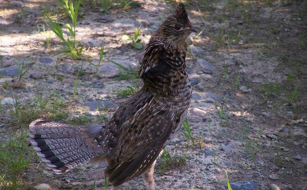 Ruffed grouse