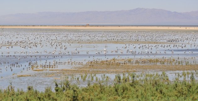 Salton Sea