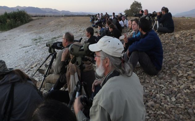 sandgrouse waiting