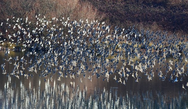 sandpipers