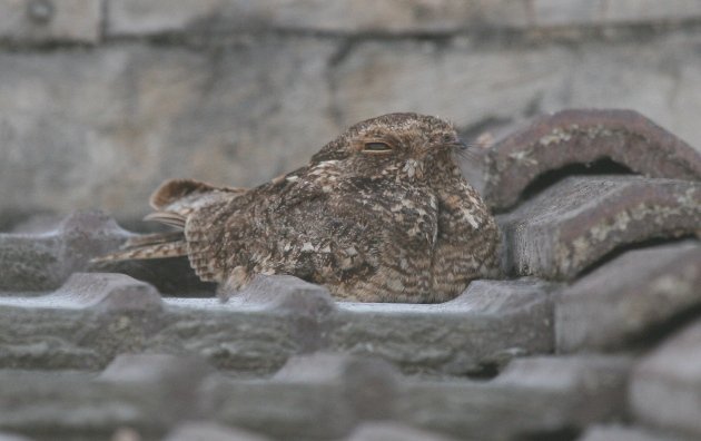 savanna nightjar 2