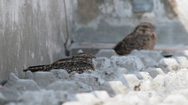 savanna nightjar 3