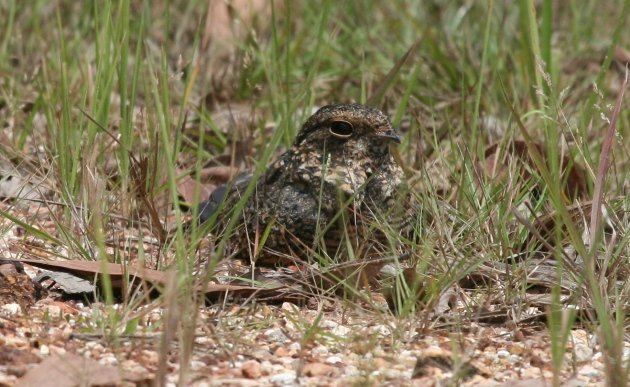 savanna nightjar ground 1