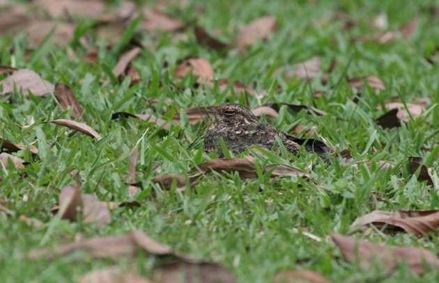 savanna nightjar ground 2