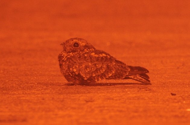 savanna nightjar on road