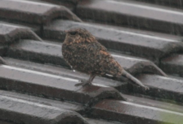 savanna nightjar with legs