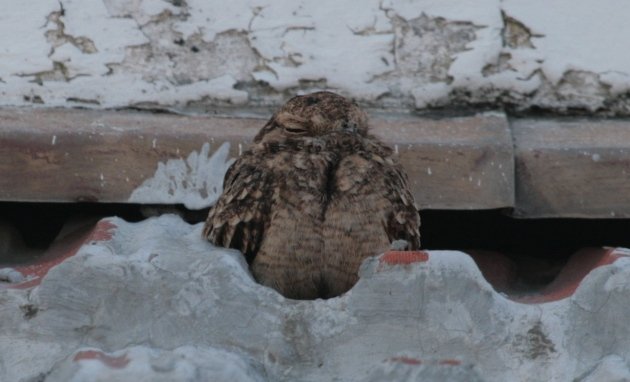 savanna nightjar