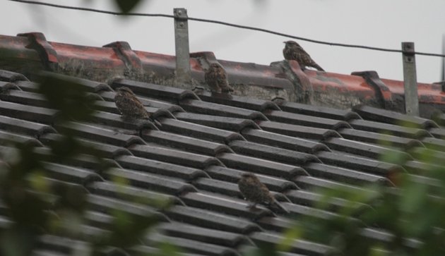 savanna nightjars on roof in rain