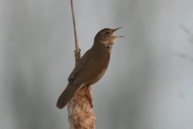 savis warbler