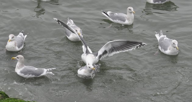 Slaty-backed Gull