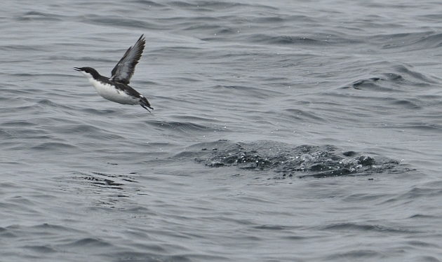 Scripps's Murrelet