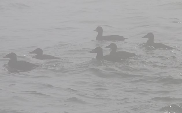 scoters in the fog