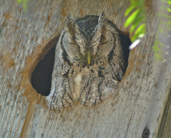 screech owl