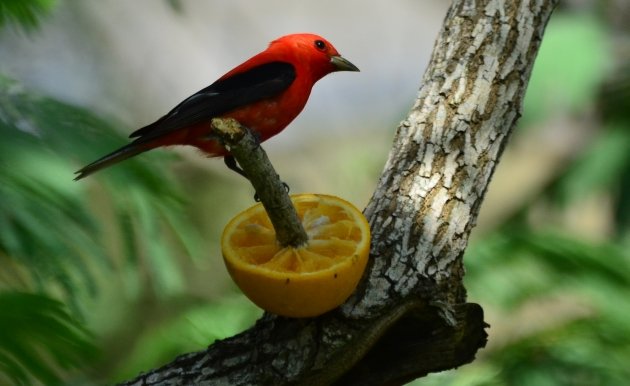 Scarlet Tanager