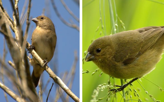 female seedeaters