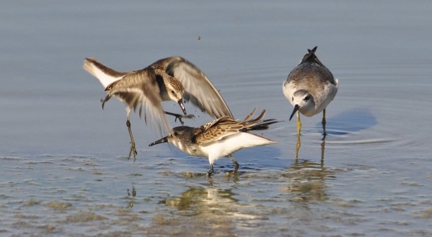 shorebirds