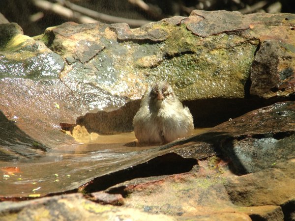 shallow bird bath