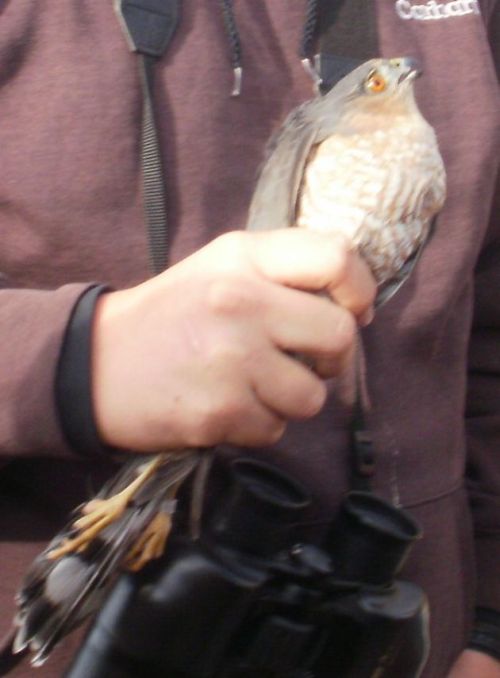 Sharp-shinned Hawk after banding