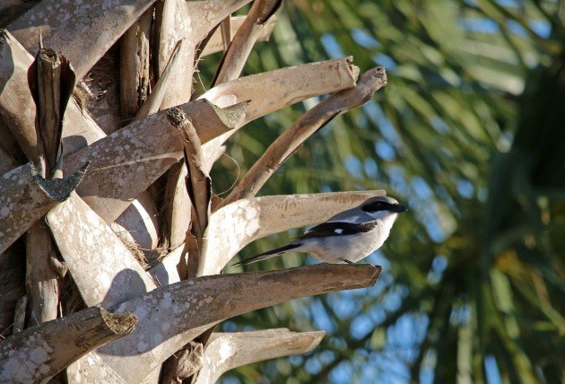 loggerhead shrike, birding, bird, florida