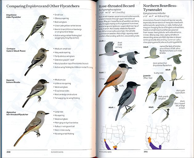 sibley empidonax identification