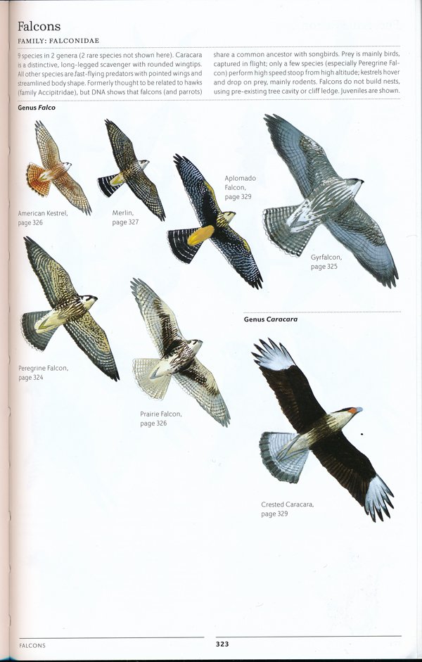 sibley.falcons