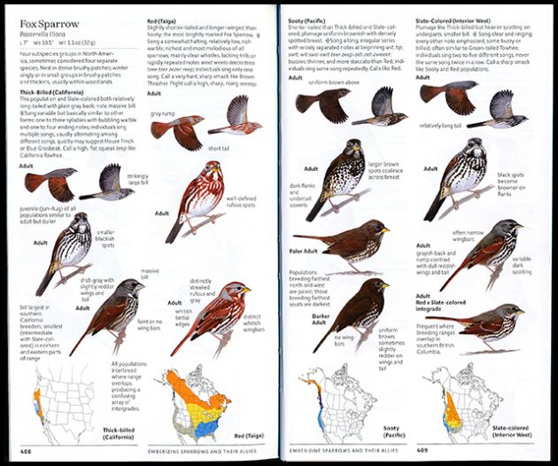 sibley.fox sparrow.a