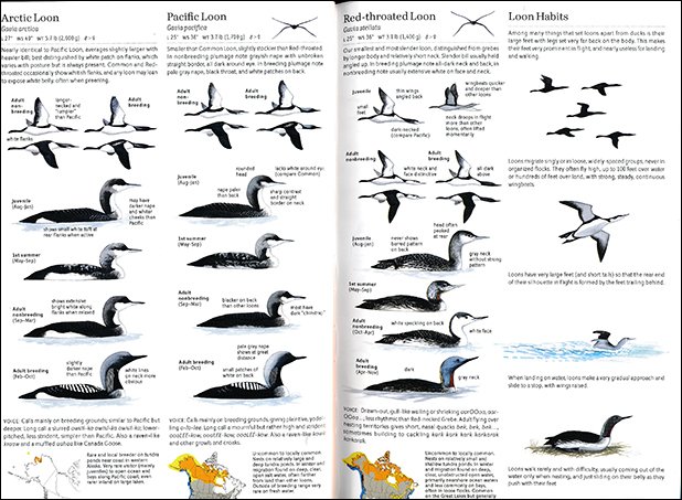 sibley loons big book