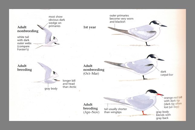 sibley.one.terns.closeup.lines.2