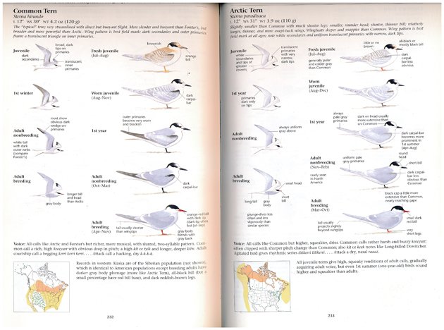 The Sibley Guide to Birds - Second Edition