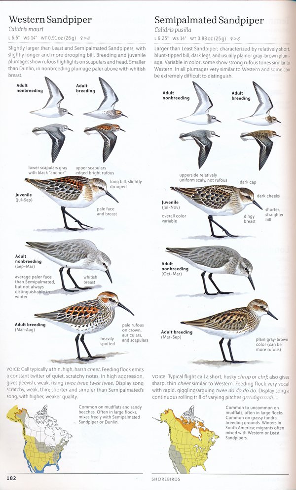 sibley.westernsandpiper