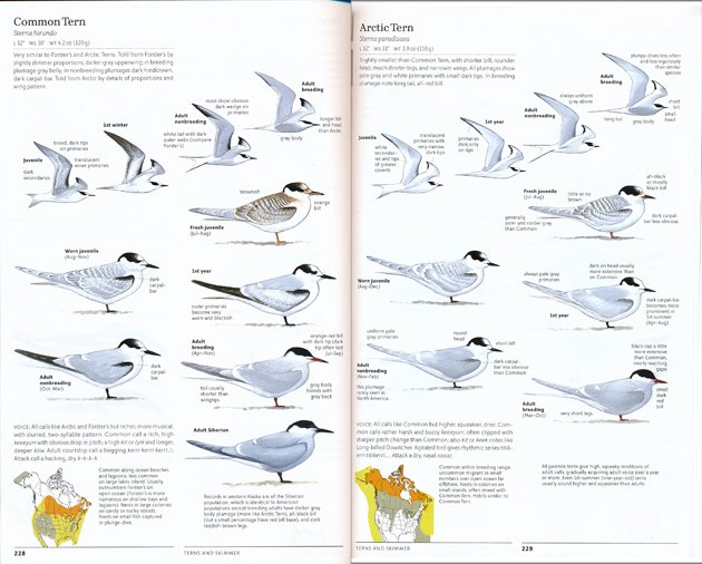 sibley2.terns