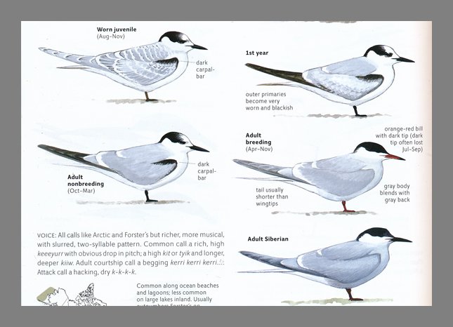 sibley2.terns.lines.2