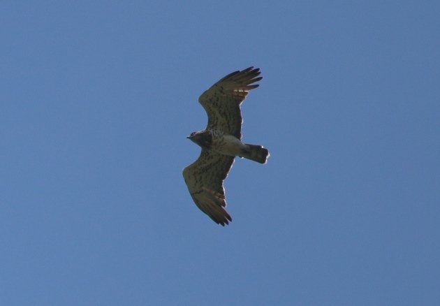 snake eagle